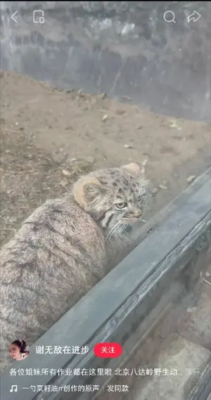 A photograph of a Pallas's cat
