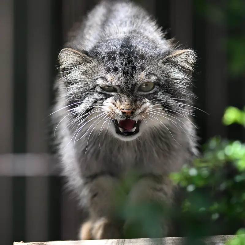 A photograph of Yasu in Higashiyama Zoo and Botanical Gardens