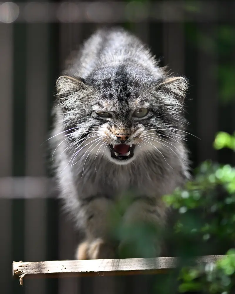 A photograph of Yasu in Higashiyama Zoo and Botanical Gardens
