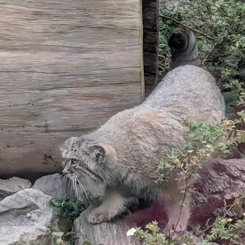 A photograph of Zarina in Wrocław Zoo