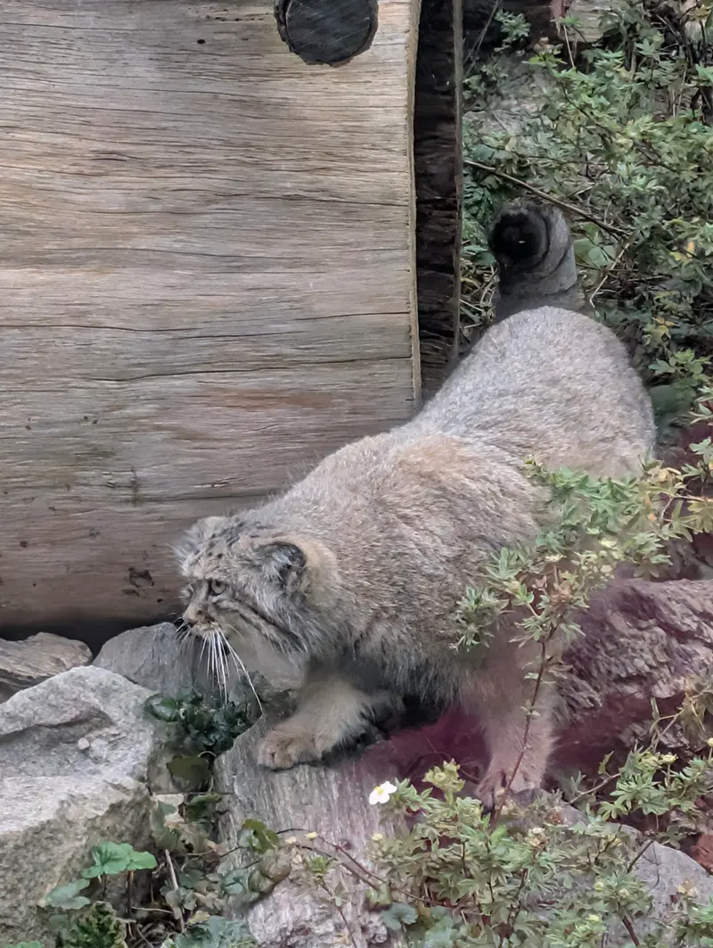 A photograph of Zarina in Wrocław Zoo
