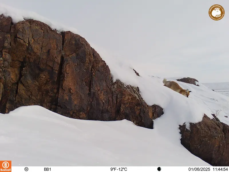 A photograph of Red fox from Aktas-Kunkora camera trap