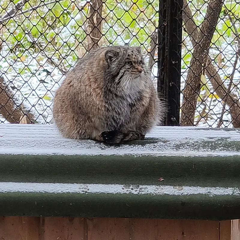 A photograph of Mia in Novosibirsk Zoo