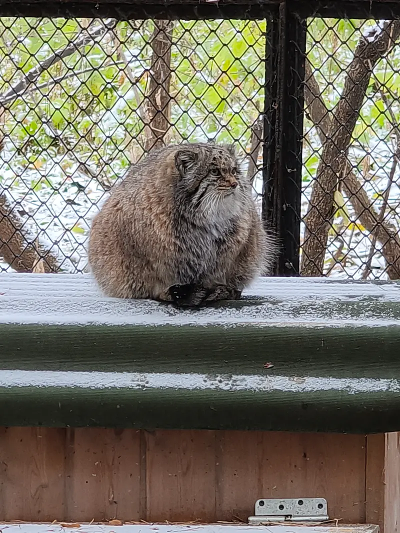 A photograph of Mia in Novosibirsk Zoo