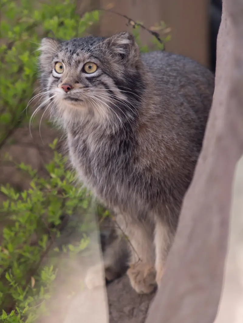 A photograph of Oto in Saitama Children's Zoo