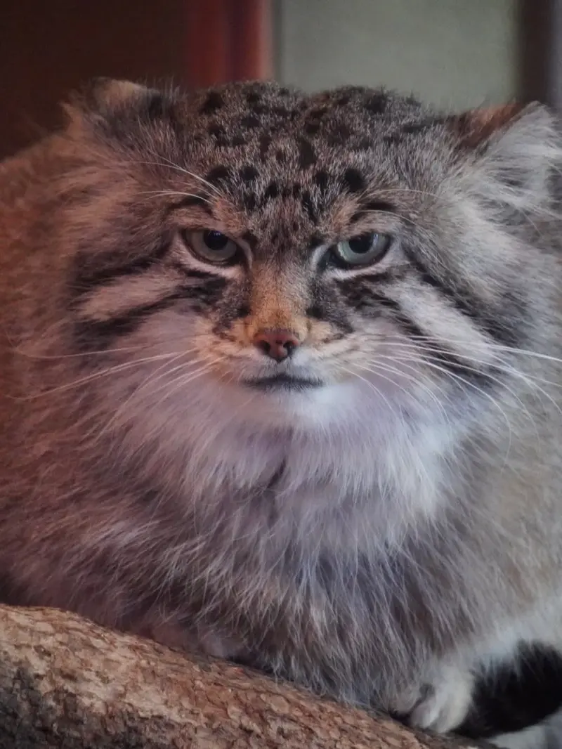 Their roundness is unlimited