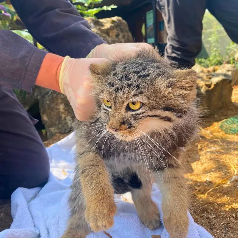 A photograph of a Pallas's cat