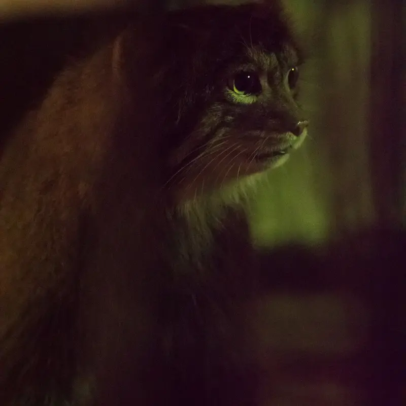 A photograph of Figa in Nogeyama Zoo