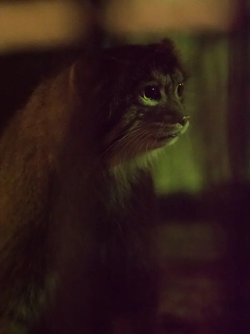 A photograph of Figa in Nogeyama Zoo