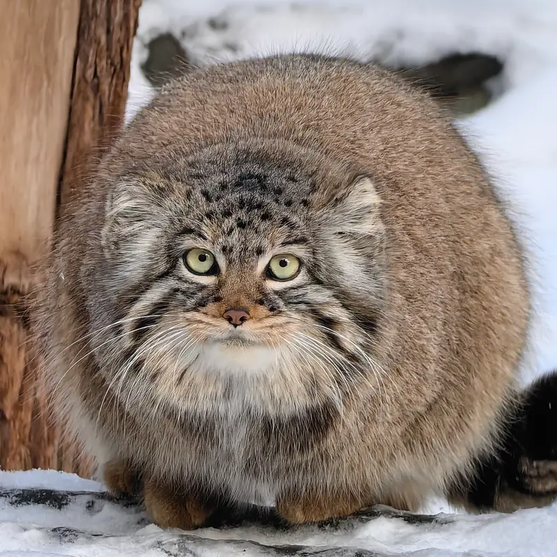 A photograph of Daughter of Eve 2023 Ⅲ in Novosibirsk Zoo