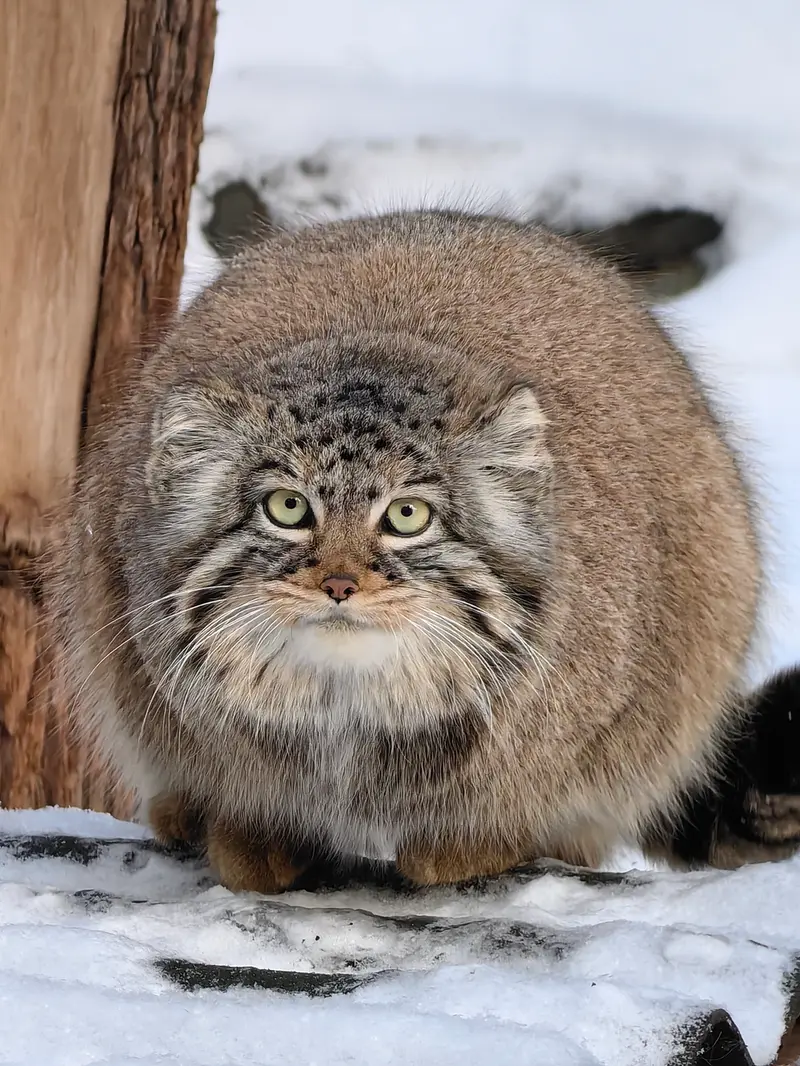 A photograph of Daughter of Eve 2023 Ⅲ in Novosibirsk Zoo