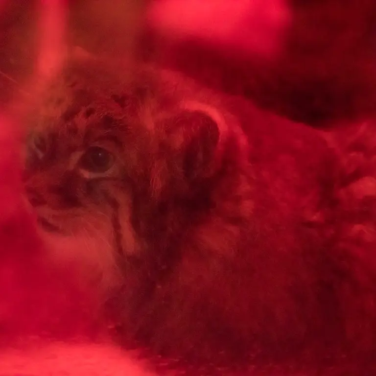 A photograph of Naim in Ueno Zoological Gardens
