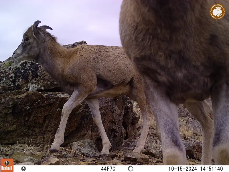 A photograph of Argali from Karashoky camera trap