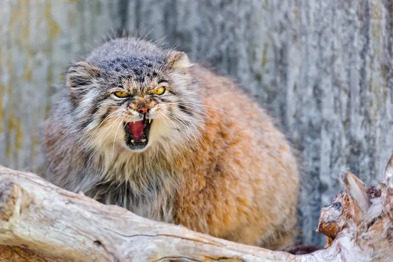 A photograph of a Pallas's cat
