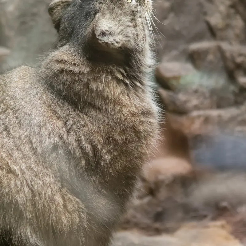 A photograph of Primula in Ueno Zoological Gardens