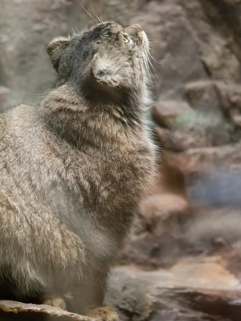 A photograph of Primula in Ueno Zoological Gardens