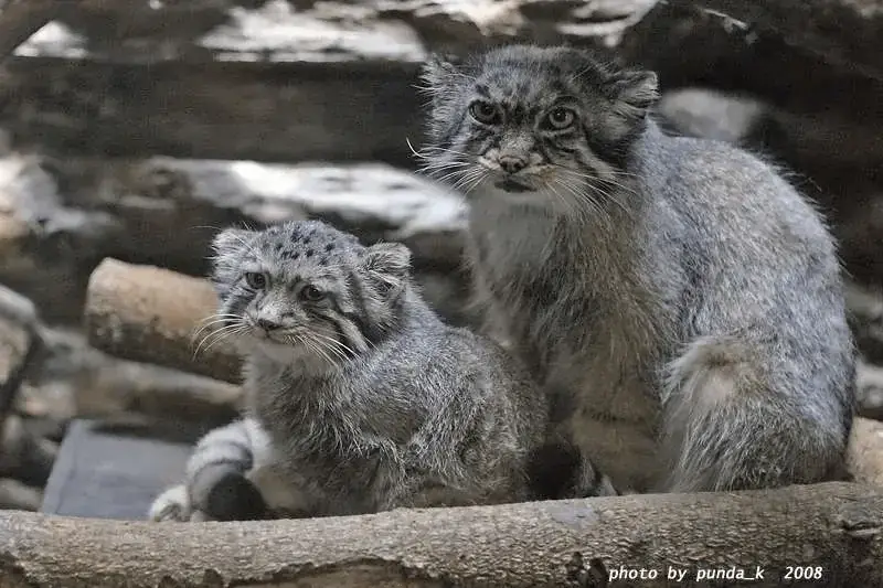 A photograph of a Pallas's cat