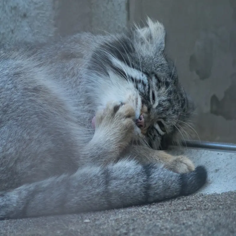 A photograph of Figa in Nogeyama Zoo