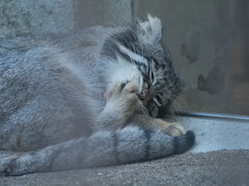 A photograph of Figa in Nogeyama Zoo