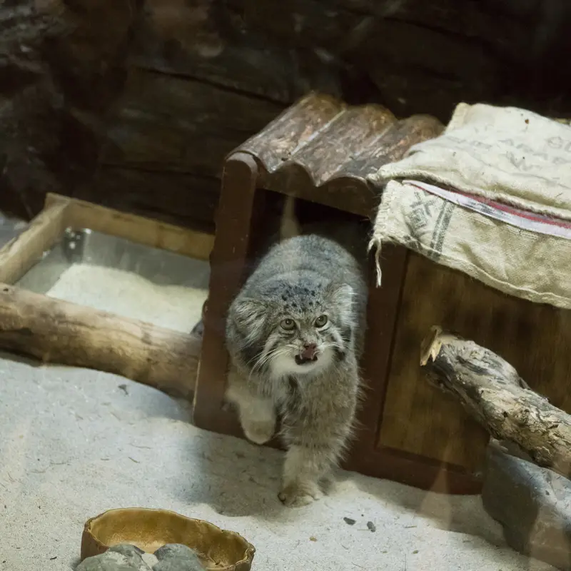 A photograph of Klyon in Ueno Zoological Gardens