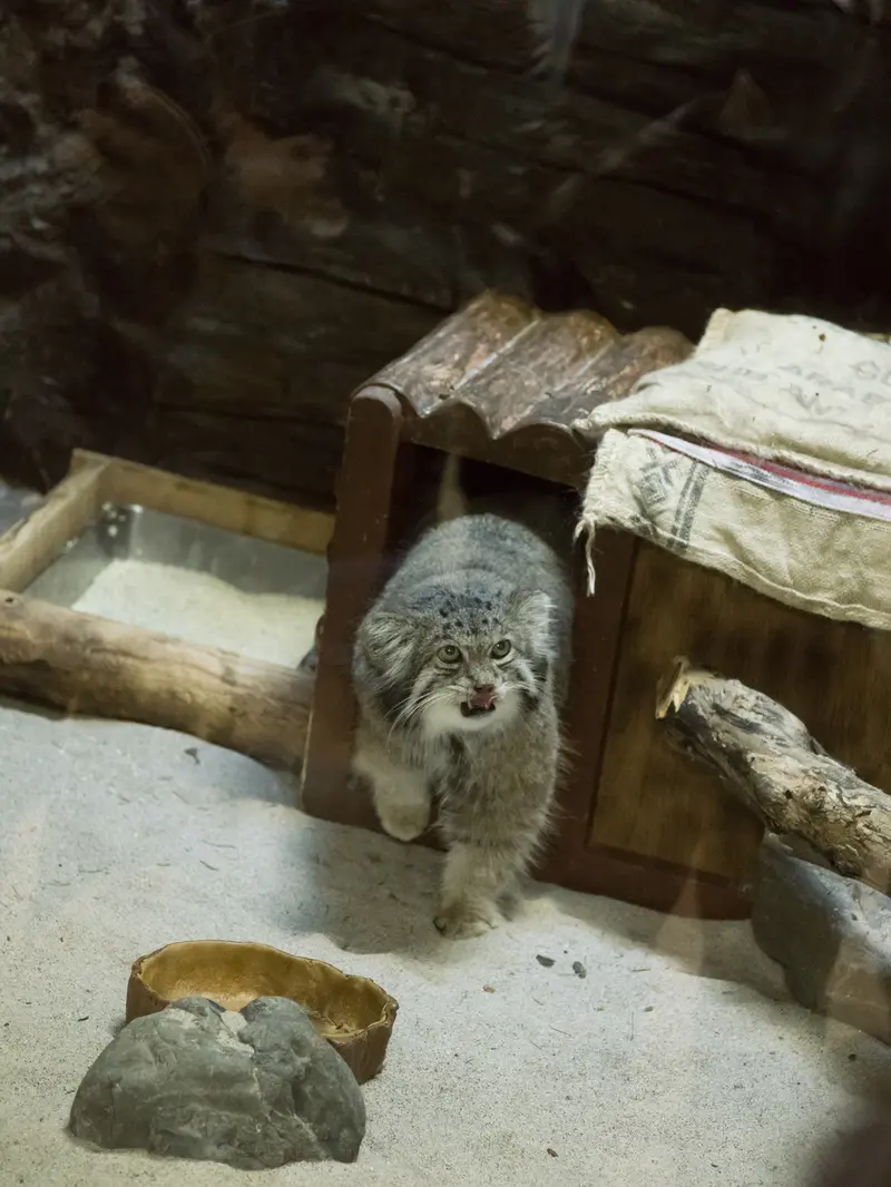 A photograph of Klyon in Ueno Zoological Gardens
