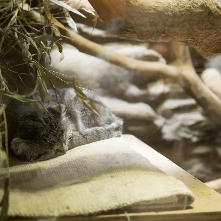 A photograph of Klyon in Ueno Zoological Gardens