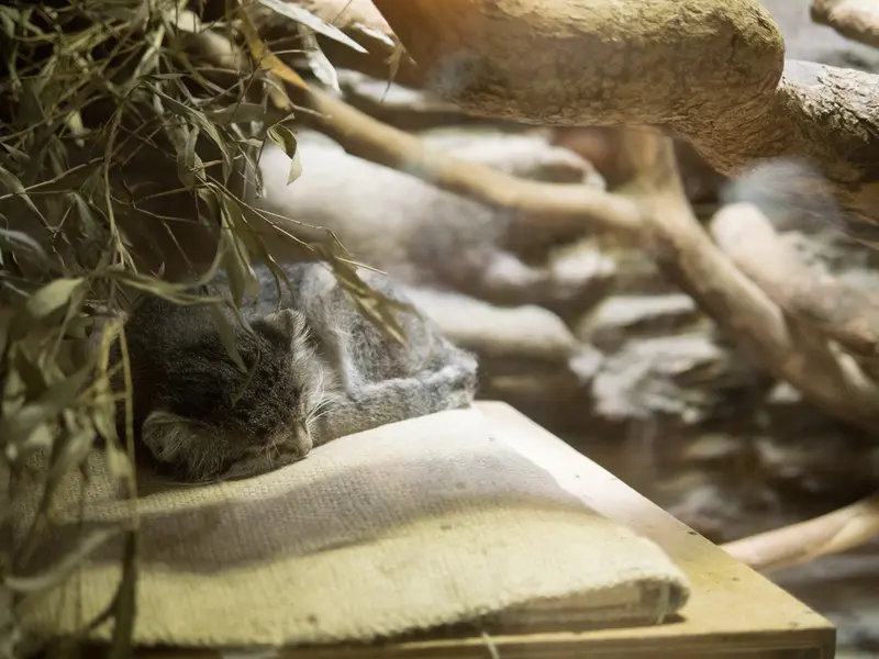 A photograph of Klyon in Ueno Zoological Gardens
