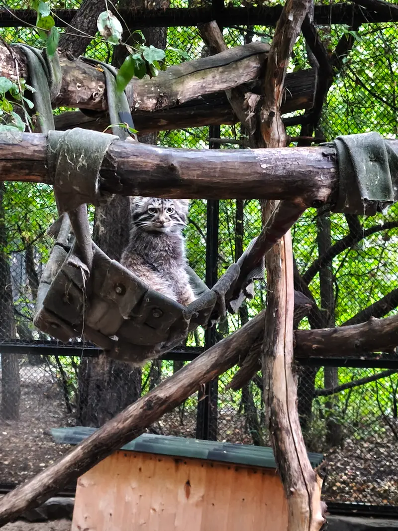 A photograph of a Pallas's cat in Novosibirsk Zoo