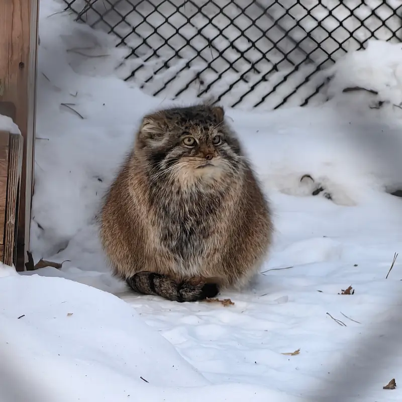 A photograph of Lastochka in Novosibirsk Zoo