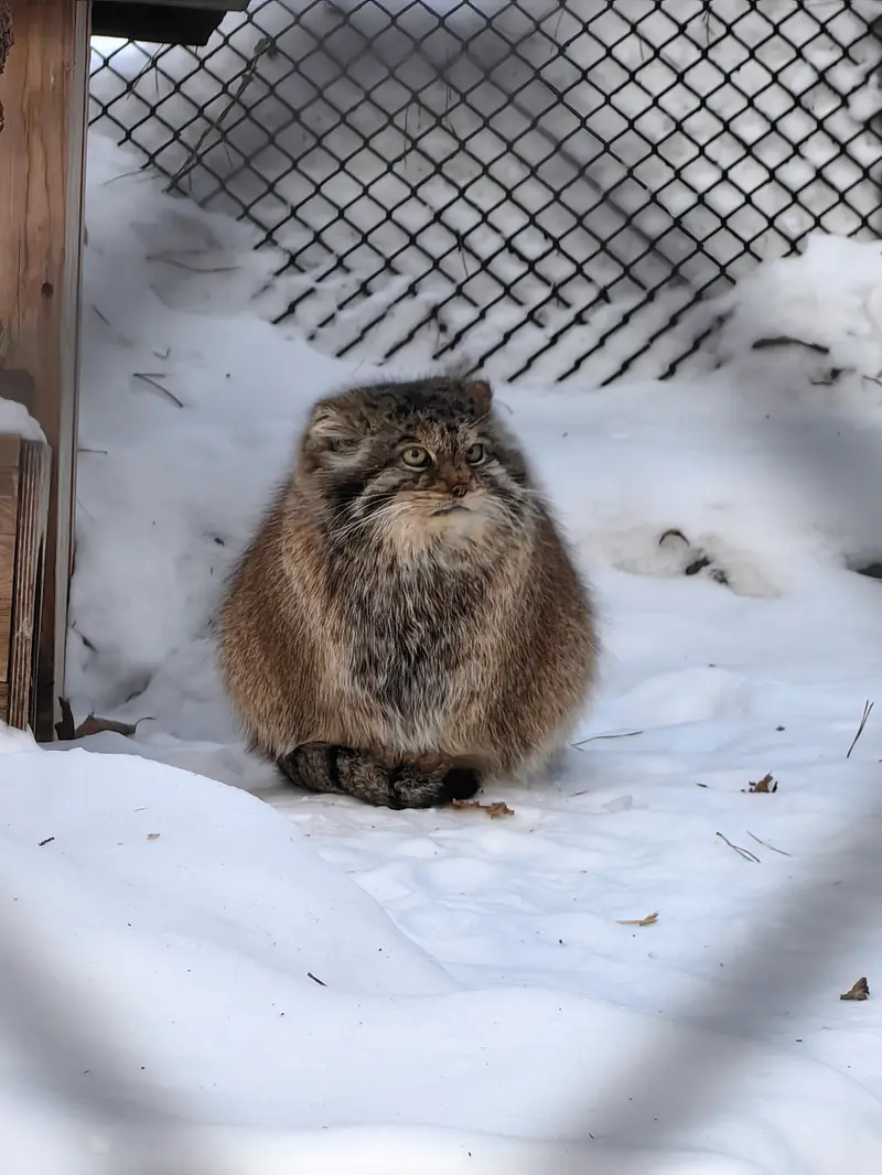 A photograph of Lastochka in Novosibirsk Zoo