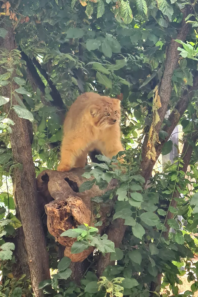 A photograph of a Pallas's cat