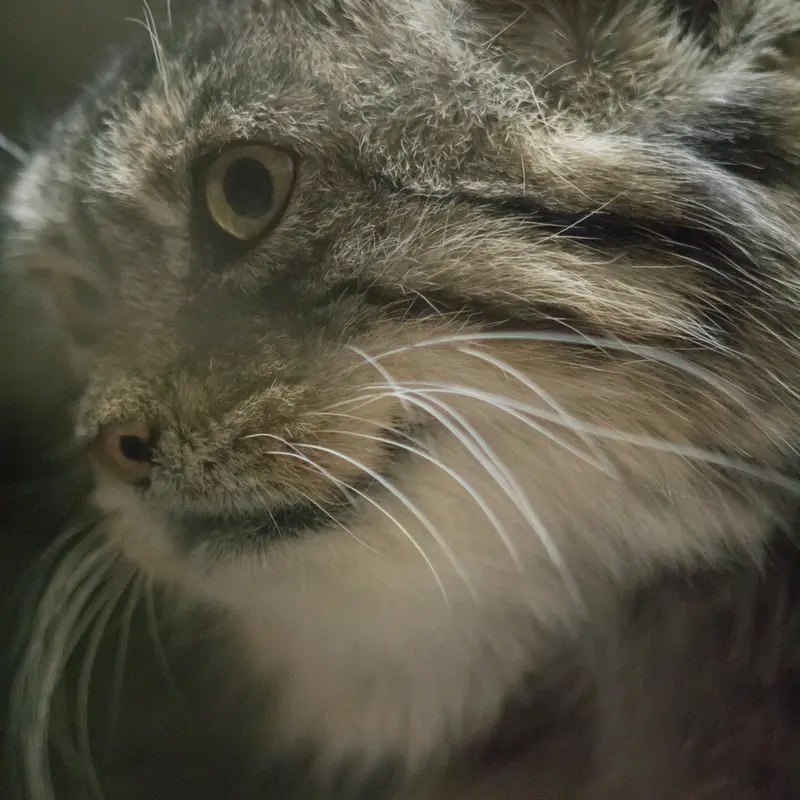 A photograph of Primula in Ueno Zoological Gardens