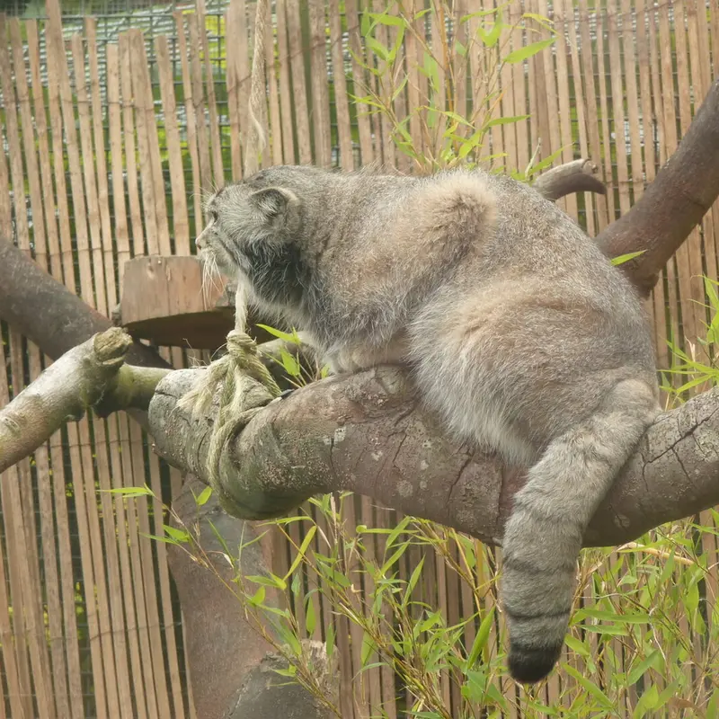 A photograph of Akiko in Edinburgh Zoo