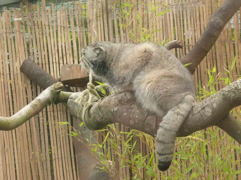 A photograph of Akiko in Edinburgh Zoo