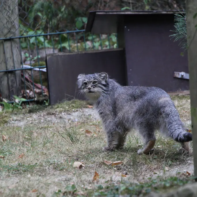 A photograph of Batu in Opel Zoo