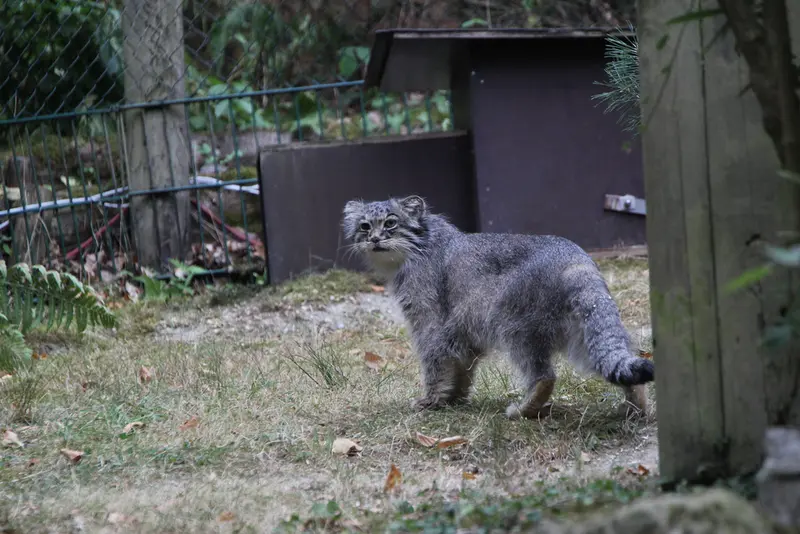 A photograph of Batu in Opel Zoo