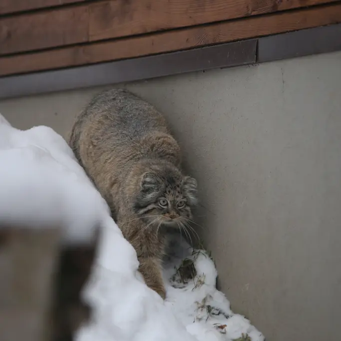 A photograph of Ula in Gdansk Zoo