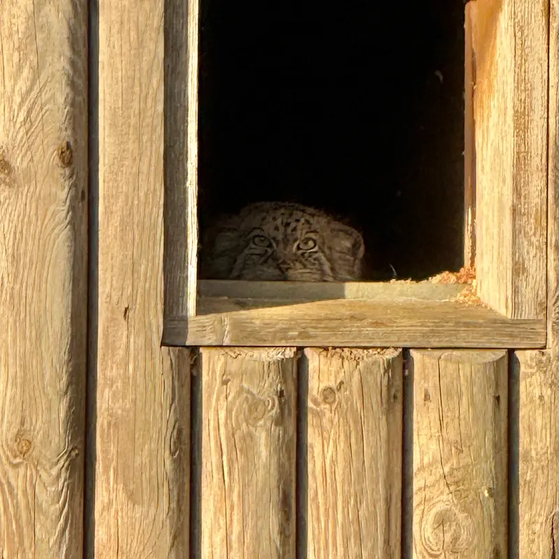 A photograph of Namuu in Port Lympne Wild Animal Park