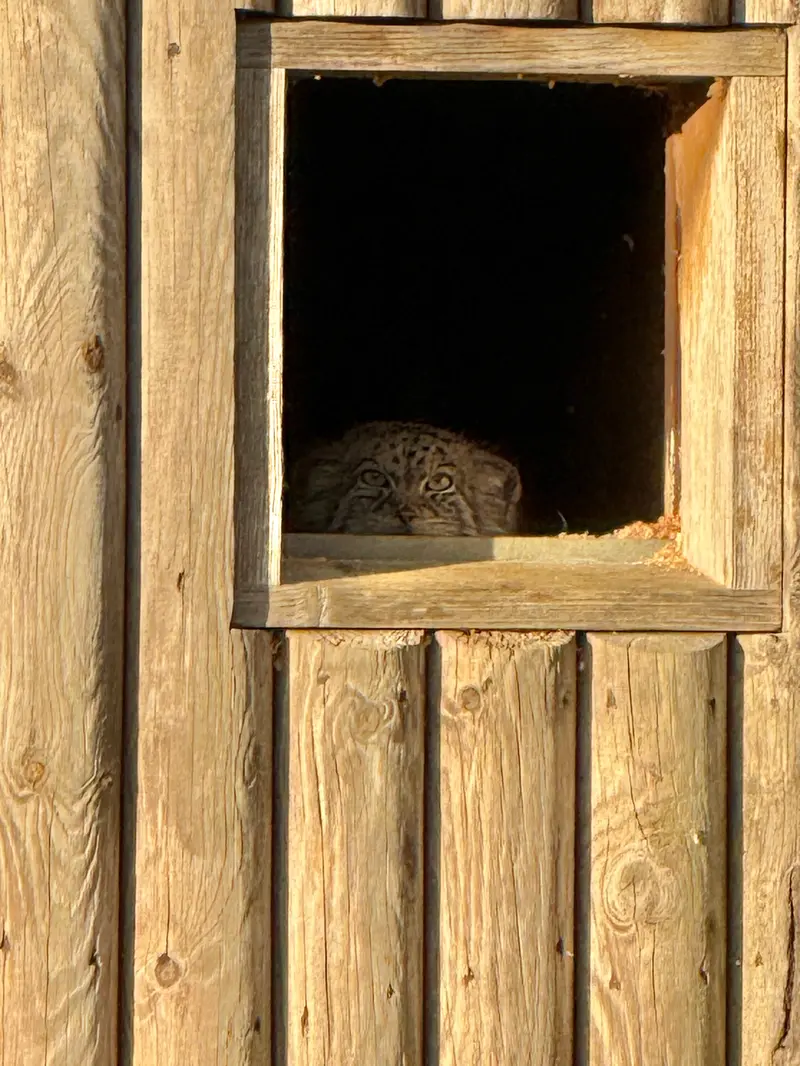 A photograph of Namuu in Port Lympne Wild Animal Park