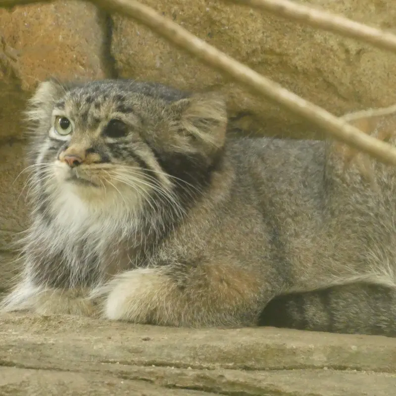 A photograph of Abrikos in Nasu Animal Kingdom