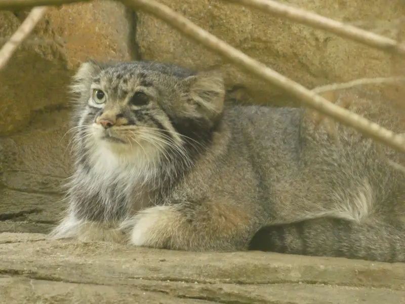 A photograph of Abrikos in Nasu Animal Kingdom