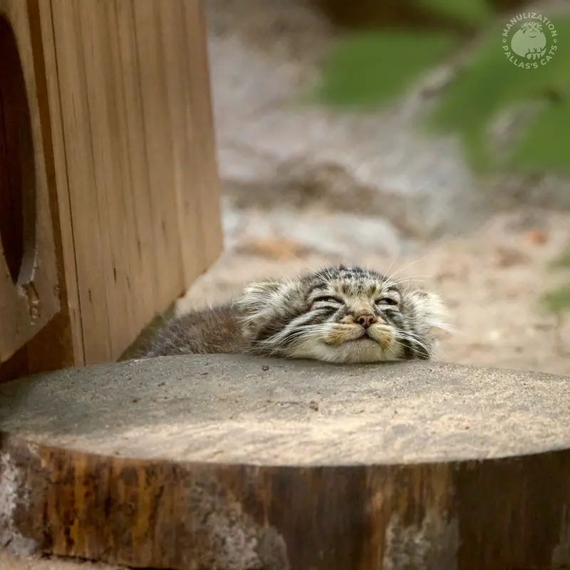 A photograph of Kitten of Eve b.2026  Ⅲ in Novosibirsk Zoo