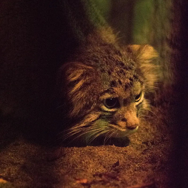 A photograph of Figa in Nogeyama Zoo