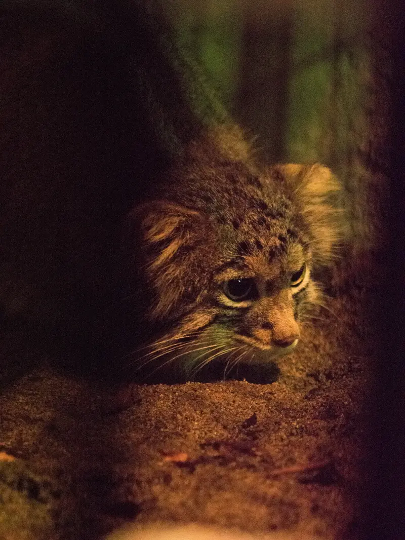 A photograph of Figa in Nogeyama Zoo