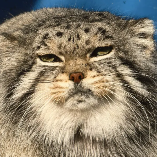 A photograph of Sun Simiao in Qinghai-Tibet Plateau Wildlife Zoo