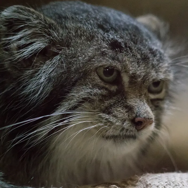 A photograph of Klyon in Ueno Zoological Gardens