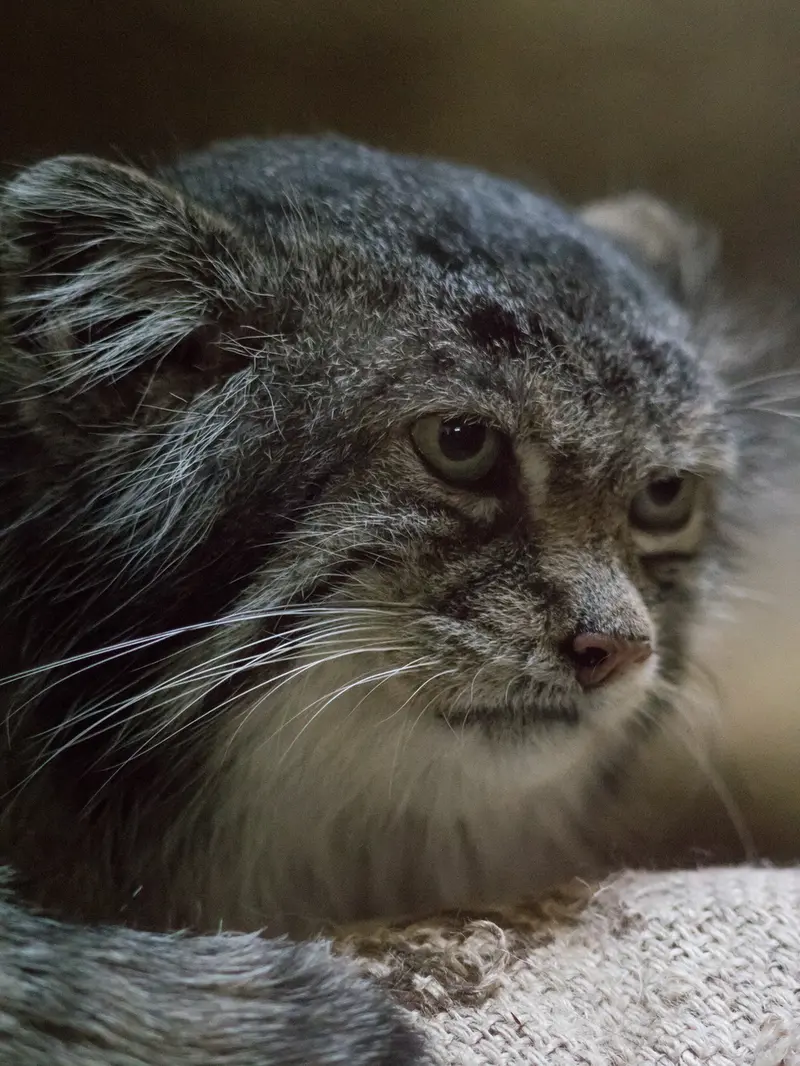 A photograph of Klyon in Ueno Zoological Gardens