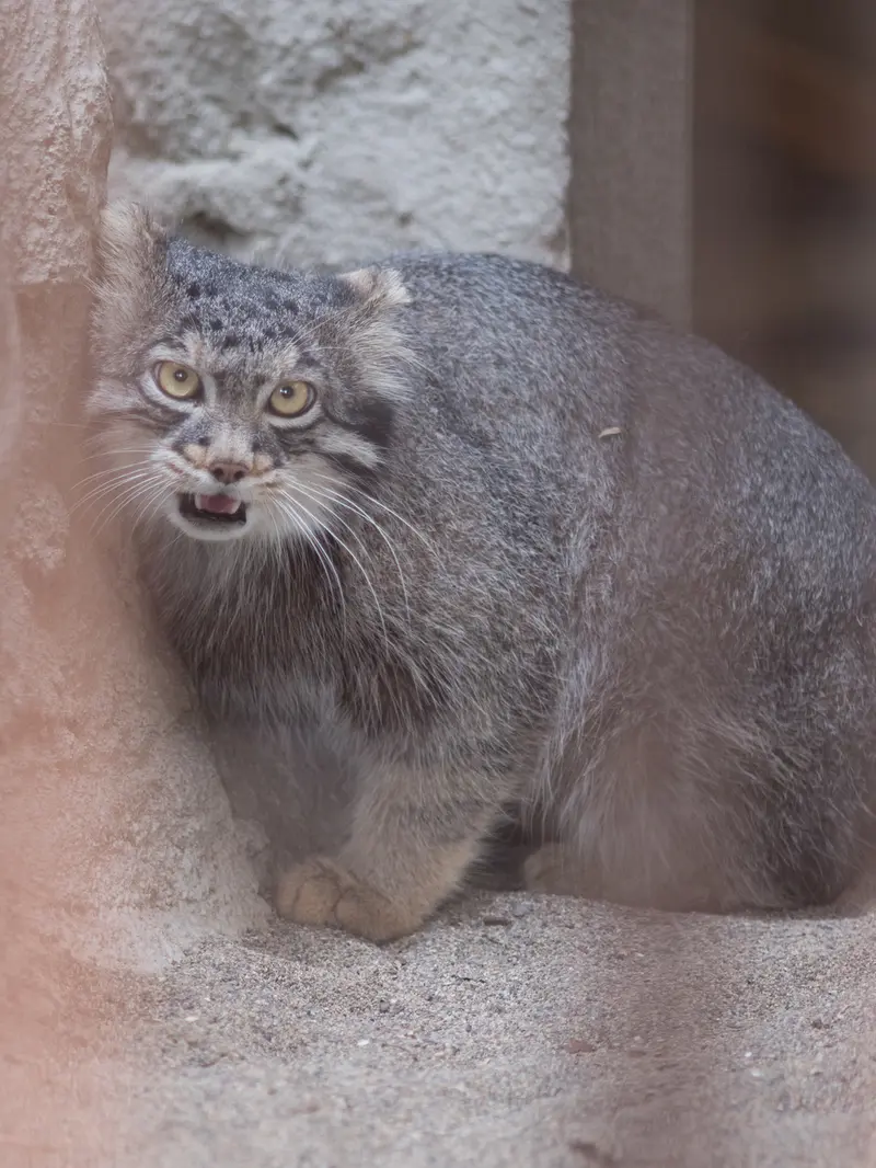 A photograph of Figa in Nogeyama Zoo