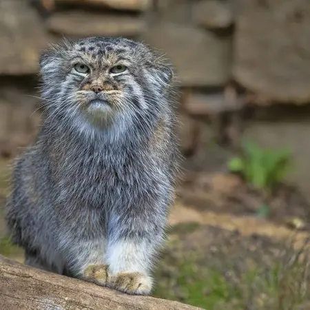 A photograph of a Pallas's cat in Jihlava Zoo