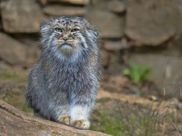 A photograph of a Pallas's cat in Jihlava Zoo